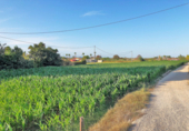 Terreno no urbanizable en venta en la España, San Fulgencio, ref: TR116451 foto