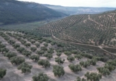 Xalet independent amb terreny en venda a la España, Iznalloz, ref.: TR211330 foto