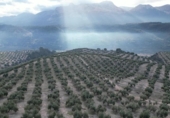 Xalet independent amb terreny en venda a la España, Iznalloz, ref.: TR211330 foto
