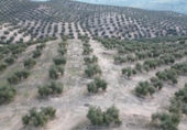Xalet independent amb terreny en venda a la España, Iznalloz, ref.: TR211330 foto