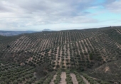 Xalet independent amb terreny en venda a la España, Iznalloz, ref.: TR211330 foto