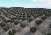 Xalet independent amb terreny en venda a la España, Iznalloz, ref.: TR211330 foto