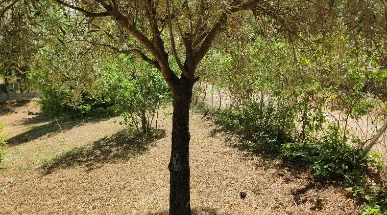 Comunidad de Madrid - Navalafuente - 1258m2