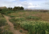 Non-developable land for sale on España, Elche, ref: TR412035 photo