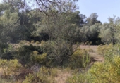 Detached villa with land for sale on España, Algaida, ref: TR412081 photo