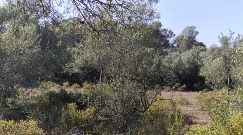 Illes Balears - Algaida - 5000m2
