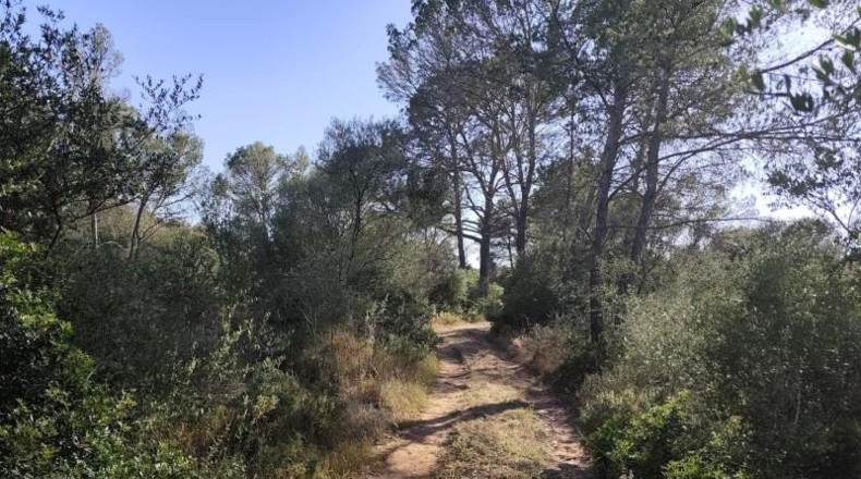 Illes Balears - Algaida - 5000m2