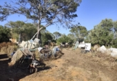 Detached villa with land for sale on España, Algaida, ref: TR412081 photo
