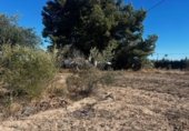 Casa de camp amb terreny en venda a la España, Elx, ref.: TR412129 foto