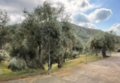 Detached villa with land for sale on España, Estación de Obejo, ref: TR412180 photo