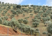 Detached villa with land for sale on España, Estación de Obejo, ref: TR412180 photo