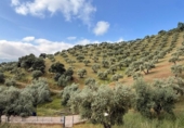 Detached villa with land for sale on España, Estación de Obejo, ref: TR412180 photo