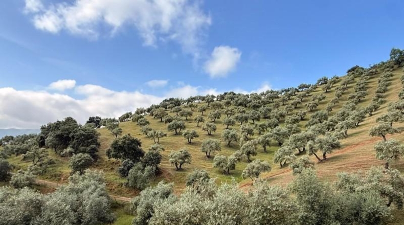 Córdoba - Estación de Obejo - 260000m2