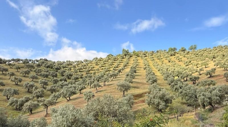 Córdoba - Estación de Obejo - 260000m2