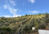Detached villa with land for sale on España, Estación de Obejo, ref: TR412180 photo