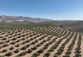 Non-developable land for sale on España, Albolote, ref: TR180499 photo