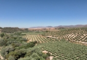 Non-developable land for sale on España, Albolote, ref: TR180499 photo