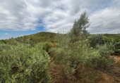 Detached villa with land for sale in Azuébar ref: TR412232 photo