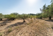Земельный участок на продажу в городе Tortosa Фото