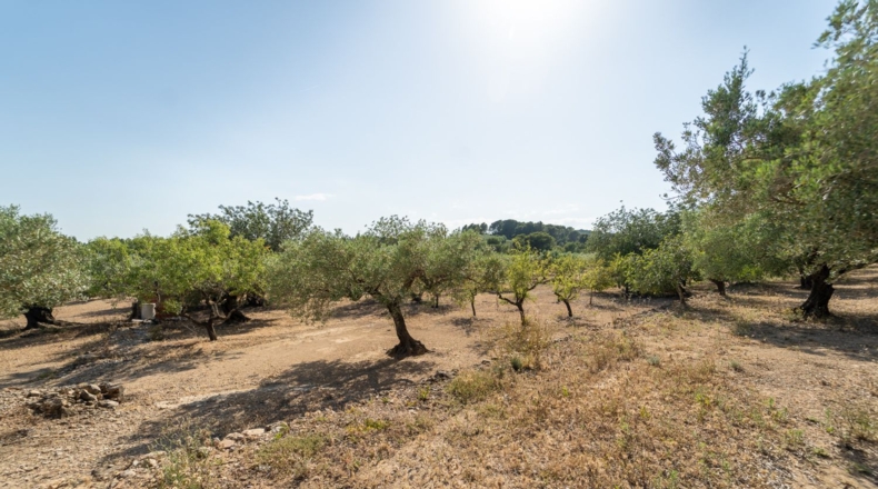 Таррагона - Tortosa - 17280m2