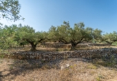 Земельный участок на продажу в городе Tortosa Фото
