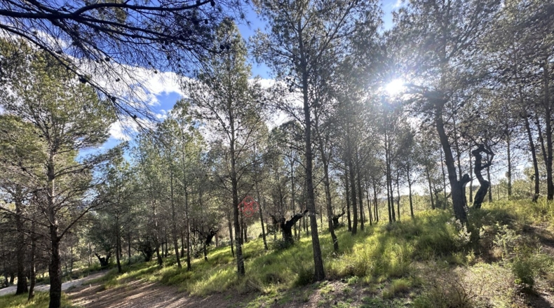 València - Estivella - 4984m2