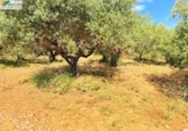 Non-developable land for sale on España, Peníscola, ref: TR412307 photo