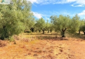 Non-developable land for sale on España, Peníscola, ref: TR412307 photo