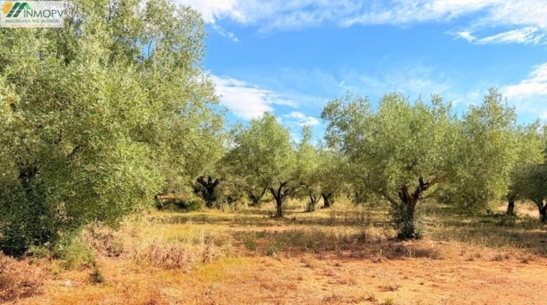 Castellón - Peñíscola - 3900m2