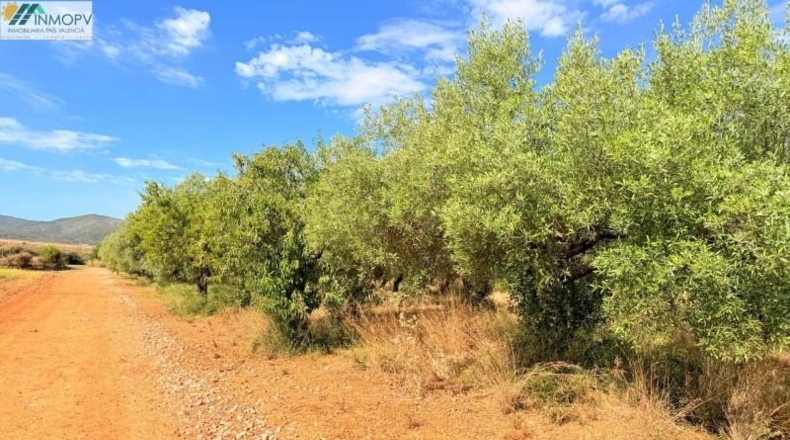 Castellón - Peñíscola - 3900m2