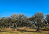 Detached villa with land for sale on España, Roses, ref: TR395522 photo