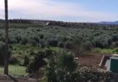 Granja en venta en la N-238 km3, Vinaròs, ref: TR412460 foto
