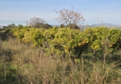 Terreno no urbanizable en venta en la España, Rafelcofer, ref: TR394242 foto