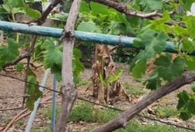 Foto 9