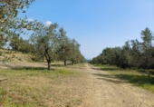 Non-developable land for sale in Riudecanyes ref: TR412502 photo