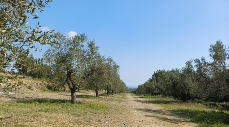 Tarragona - Riudecanyes - 33561m2