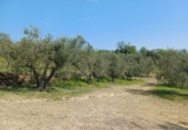 Non-developable land for sale in Riudecanyes ref: TR412502 photo