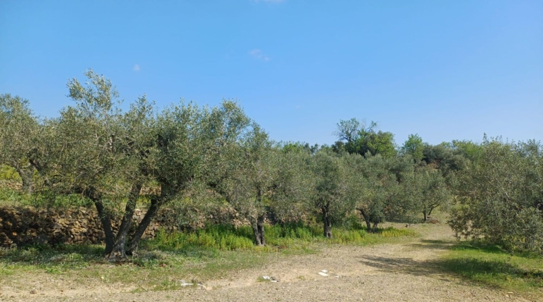 Tarragona - Riudecanyes - 33561m2
