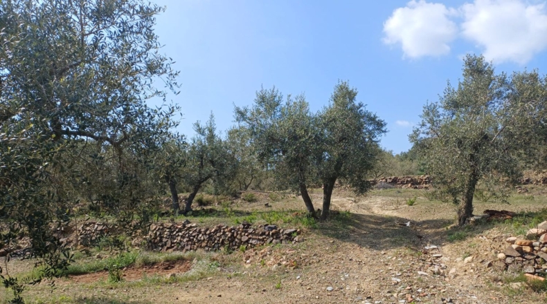 Tarragona - Riudecanyes - 33561m2