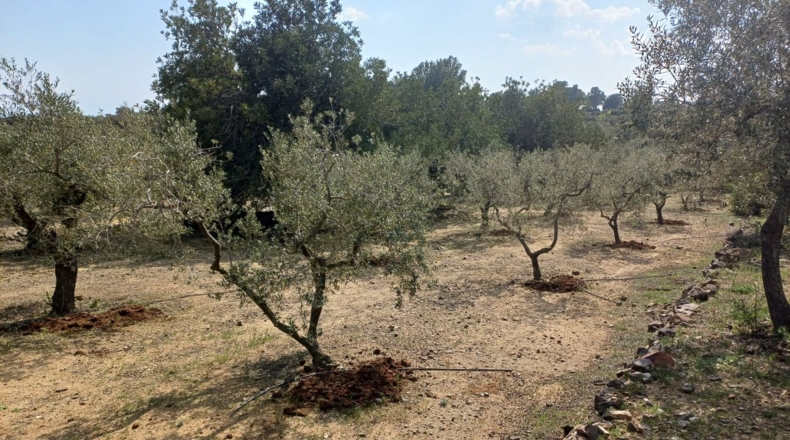 Tarragona - Riudecanyes - 33561m2