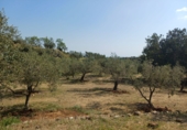 Non-developable land for sale in Riudecanyes ref: TR412502 photo