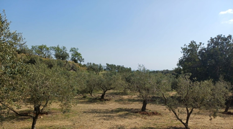 Tarragona - Riudecanyes - 33561m2