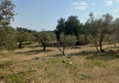 Non-developable land for sale in Riudecanyes ref: TR412502 photo