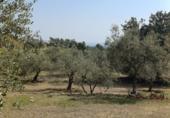 Non-developable land for sale in Riudecanyes ref: TR412502 photo
