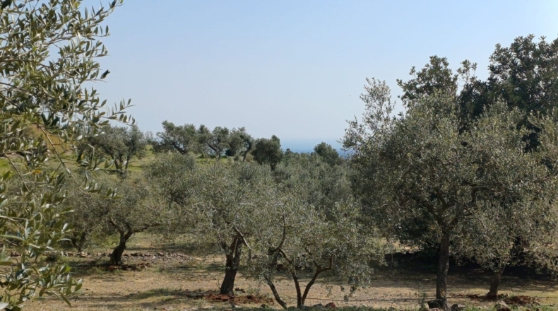 Tarragona - Riudecanyes - 33561m2