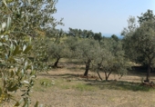 Non-developable land for sale in Riudecanyes ref: TR412502 photo