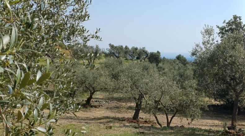 Tarragona - Riudecanyes - 33561m2
