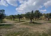 Non-developable land for sale in Riudecanyes ref: TR412502 photo