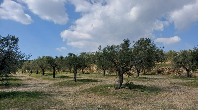Tarragona - Riudecanyes - 33561m2
