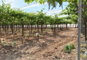 Non-developable land for sale on España, Aspe, ref: TR412516 photo
